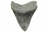 Fossil Megalodon Tooth - South Carolina #365755-2